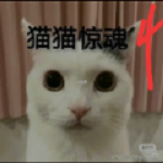 猫猫惊魂正式版