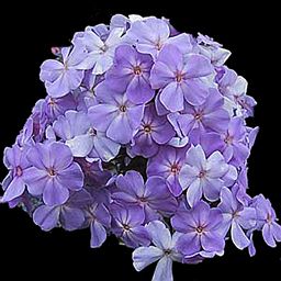 Phlox