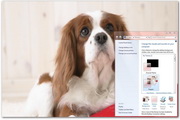 Puppies Windows Theme