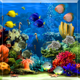 Ocean Life Photo Screensaver