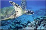 Free Underwater World Screensaver