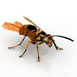 WASP