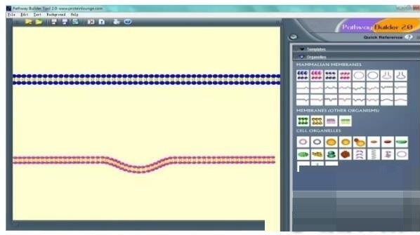 Pathway Builder Tool