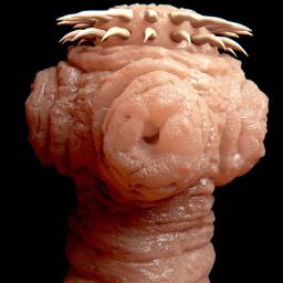 tapeworm