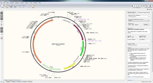 SnapGene Viewer