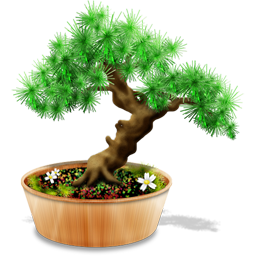 bonsai