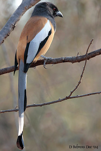 TreePie