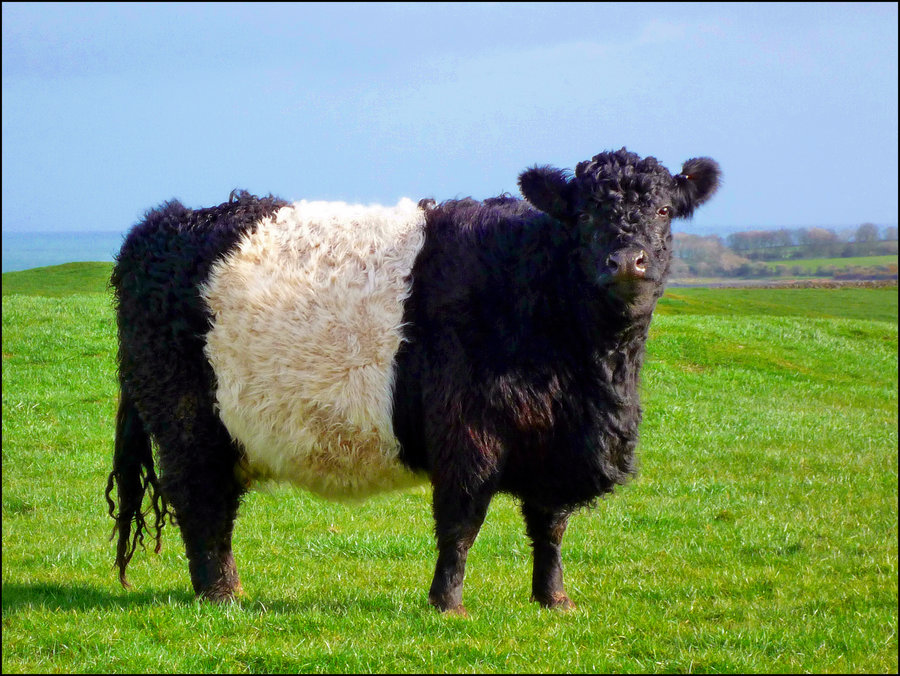 Belted Galloway ScreenSaver