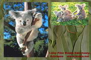 Koala Screen Saver