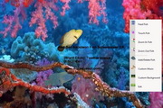 Red Sea Napoleon Fish Screensaver