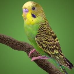 Budgie