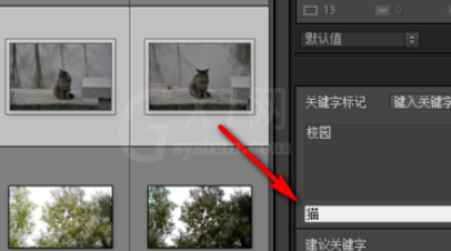 lightroom给照片加关键字的操作流程截图