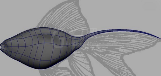maya制作鱼模型的操作流程截图