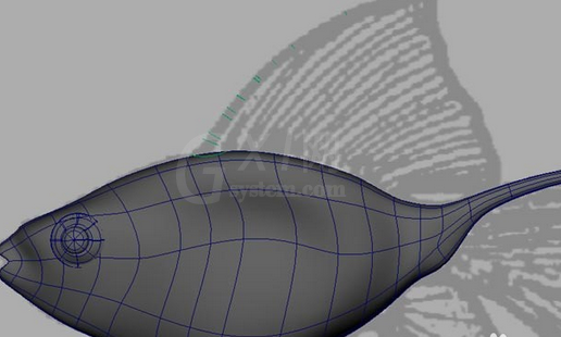 maya制作鱼模型的操作流程截图