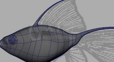 maya制作鱼模型的操作流程截图