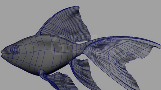 maya制作鱼模型的操作流程截图