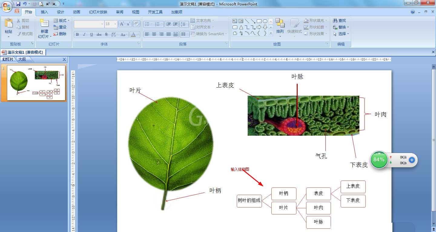 如何使用PPT绘制树叶结构名称图解？PPT绘制树叶结构名称图解方法教程截图