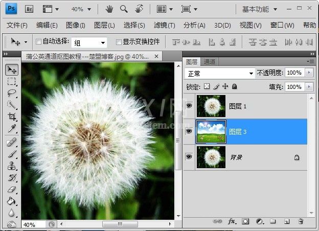 Photoshop如何完成蒲公英抠图?Photoshop蒲公英抠图教程截图