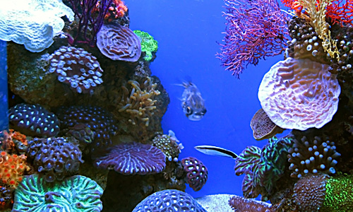 Coral Reef