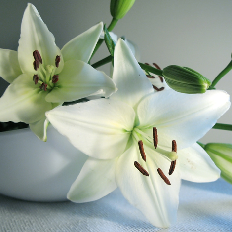 Flowering plants growing from bulbs