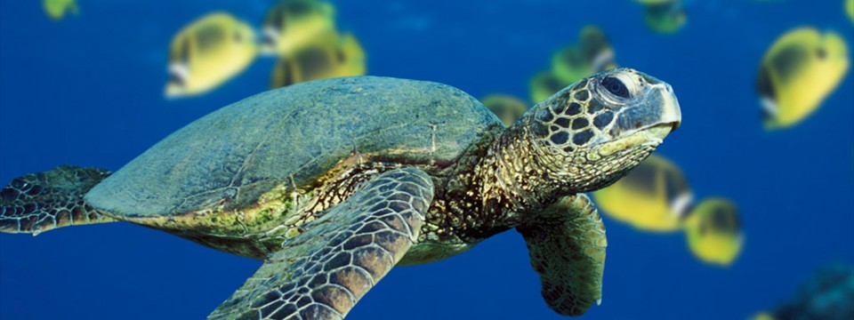 Green Sea Turtle : jQuery Scrolling Banner