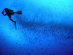 dive buddy, shot by flickr member leafbug