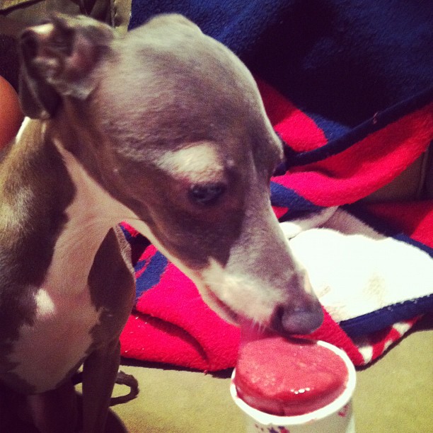 I can haz a little baby lick of frozen fruit deliciousness?? Yes. You 