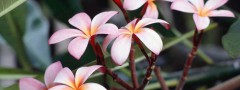 frangipani_flowers : Banner Rotator jQuery