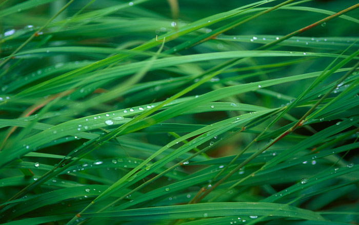 grass-blades